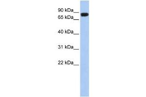 Western Blotting (WB) image for anti-N-Acylaminoacyl-Peptide Hydrolase (APEH) antibody (ABIN2459177) (APEH Antikörper)