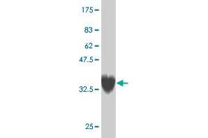 Western Blot detection against Immunogen (37. (ZNF207 Antikörper  (AA 1-110))