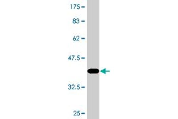 DSN1 antibody  (AA 257-355)