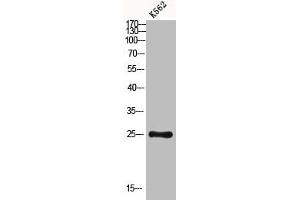 Western blot analysis of K562 using Dectin-2 antibody. (C-Type Lectin Domain Family 6, Member A (CLEC6A) (Internal Region) Antikörper)
