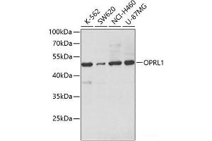 Western blot analysis of extracts of various cell lines using OPRL1 Polyclonal Antibody at dilution of 1:500. (OPRL1 Antikörper)