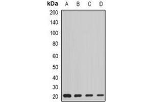 Western blot analysis of AGR2 expression in HT29 (A), MCF7 (B), mouse liver (C), rat lung (D) whole cell lysates. (AGR2 Antikörper)