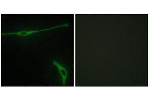 Immunofluorescence (IF) image for anti-Laminin, alpha 2 (LAMA2) (Internal Region) antibody (ABIN1850444)