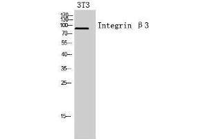 Western Blotting (WB) image for anti-Integrin beta 3 (ITGB3) (Internal Region) antibody (ABIN3181437) (Integrin beta 3 Antikörper  (Internal Region))