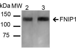 Western blot analysis of Mouse, Rat Kidney showing detection of ~131 kDa FNIP1 protein using Rabbit Anti-FNIP1 Polyclonal Antibody . (FNIP1 Antikörper)