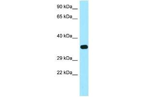 WB Suggested Anti-FOLR2 Antibody Titration: 1.