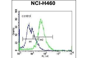 PLCL2 Antibody (C-term) (ABIN655943 and ABIN2845332) flow cytometric analysis of NCI- cells (right histogram) compared to a negative control cell (left histogram). (PLCL2 Antikörper  (C-Term))