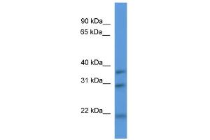 WB Suggested Anti-Necap1 Antibody Titration: 0. (NECAP1 Antikörper  (N-Term))