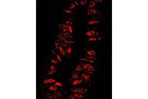 Immunofluorescence (IF) image for anti-Karyopherin alpha 3 (Importin alpha 4) (KPNA3) (AA 1-50) antibody (ABIN7448982)