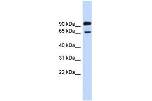 WB Suggested Anti-LARGE Antibody Titration:  0.
