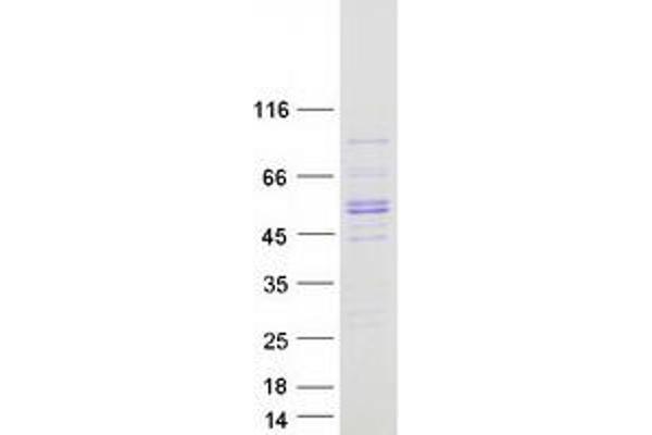 SQRDL Protein (Myc-DYKDDDDK Tag)