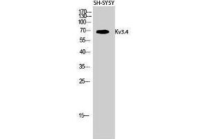 Western Blotting (WB) image for anti-Potassium Voltage-Gated Channel, Shaw-Related Subfamily, Member 4 (KCNC4) (Ser676) antibody (ABIN3180144) (Kv3.4 Antikörper  (Ser676))