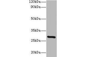 Western blot All lanes: INMT antibody at 2 μg/mL + Mouse lung tissue Secondary Goat polyclonal to rabbit lgG at 1/15000 dilution Predicted band size: 29 kDa Observed band size: 29 kDa (INMT Antikörper  (AA 1-263))