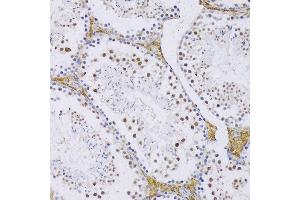 Immunohistochemistry of paraffin-embedded Mouse testis using SRSF3 antibody (ABIN6132649, ABIN6148465, ABIN6148466 and ABIN6221693) at dilution of 1:100 (20x lens). (SRSF3 Antikörper  (AA 1-90))