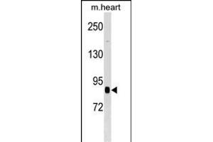 CUL2 Antibody (N-term) (ABIN1539078 and ABIN2848572) western blot analysis in mouse heart tissue lysates (35 μg/lane). (Cullin 2 Antikörper  (N-Term))