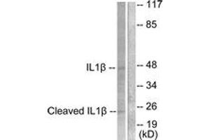 Western blot analysis of extracts from NIH-3T3 cells, treated with Etoposide 25uM 60', using IL-1 beta (Cleaved-Asp210) Antibody. (IL-1 beta Antikörper  (Cleaved-Asp210))