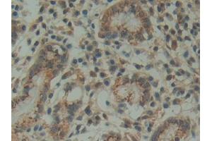 DAB staining on IHC-P; Samples: Human Stomach Tissue (FAM3D Antikörper  (AA 26-224))