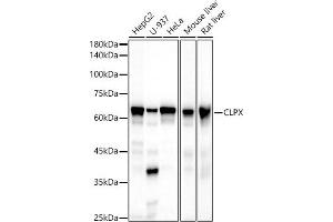 Western blot analysis of extracts of various cell lines, using CLPX antibody (ABIN7266417) at 1:500 dilution. (CLPX Antikörper)