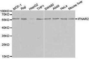 Western Blotting (WB) image for anti-Interferon alpha/beta Receptor 2 (IFNAR2) antibody (ABIN1873150) (IFNAR2 Antikörper)