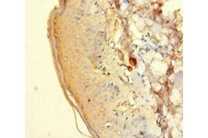 Immunohistochemistry of paraffin-embedded human adrenal gland tissue using ABIN7142622 at dilution of 1:100 (HTR2A Antikörper  (AA 385-471))