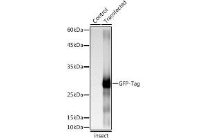 Western blot analysis of extracts of normal Eukaryotic expression of GFP and Eukaryotic expression of GFP transfected with GFP Protein, using Rabbit anti GFP-Tag antibody (ABIN7267512) at 1:1:5000 dilution. (GFP Antikörper)