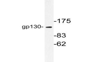Image no. 1 for anti-Interleukin 6 Signal Transducer (Gp130, Oncostatin M Receptor) (IL6ST) antibody (ABIN272005) (CD130/gp130 Antikörper)