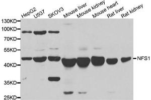 Western blot analysis of extracts of various cell lines, using NFS1 antibody. (NFS1 Antikörper)