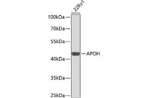 Western blot analysis of extracts of 22Rv1 cells, using APOH antibody (ABIN3021761, ABIN3021762, ABIN3021763 and ABIN6215796) at 1:1000 dilution.