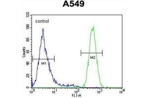 Flow cytometric analysis of A549 cells using HIF2A / HIF2 alpha Antibody (N-term) Cat. (EPAS1 Antikörper  (N-Term))