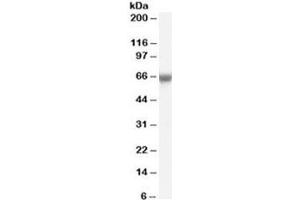 Western blot testing of human umbilical cord lysate with FOXO1 antibody at 0. (FOXO1 Antikörper)