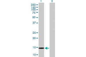 Western Blot analysis of GALNT1 expression in transfected 293T cell line by GALNT1 MaxPab polyclonal antibody. (Galnt1 Antikörper  (AA 1-105))