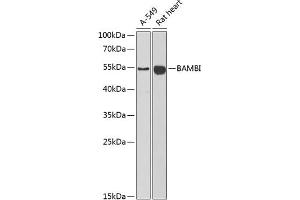 Western blot analysis of extracts of various cell lines, using BAMBI antibody (ABIN6129985, ABIN6137440, ABIN6137442 and ABIN6222192) at 1:1000 dilution. (BAMBI Antikörper  (AA 21-152))