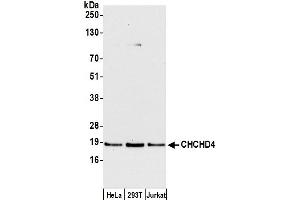 anti-Coiled-Coil-Helix-Coiled-Coil-Helix Domain Containing 4 (CHCHD4) (AA 92-142) antibody