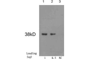 Loading: Cre recombinase proteinPrimary antibody: 1 µg/mL Mouse Anti-Cre Recombinase Monoclonal Antibody (ABIN398566) Secondary antibody: Goat Anti-Mouse IgG (H&L) [HRP] Polyclonal Antibody (ABIN398387, 1: 10,000) The signal was developed with LumiSensorTM HRP Substrate Kit (ABIN769939) (CRE Recombinase (CRE) Antikörper)