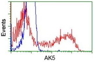 HEK293T cells transfected with either RC222241 overexpress plasmid (Red) or empty vector control plasmid (Blue) were immunostained by anti-AK5 antibody (ABIN2452725), and then analyzed by flow cytometry. (Adenylate Kinase 5 Antikörper)