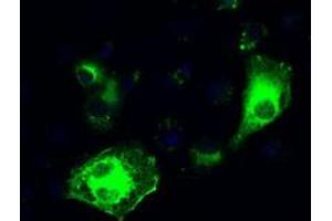 Image no. 6 for anti-Interferon Regulatory Factor 3 (IRF3) antibody (ABIN1498899) (IRF3 Antikörper)