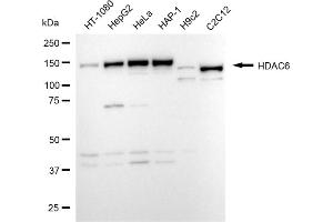 Western blotting analysis using HDAC6 antibody (ABIN7798934).