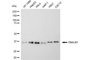 Western blotting analysis using DNAJB1 antibody (ABIN7798374).