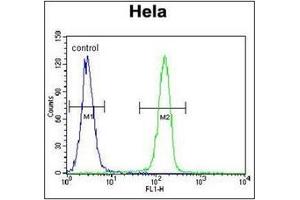 Flow Cytometric analysis of Hela cells using SELV Antibody (C-term) Cat. (Selenoprotein V Antikörper  (C-Term))
