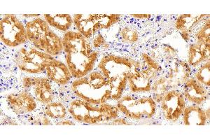 ABIN184795 (5µg/ml) staining of paraffin embedded Human Kidney.