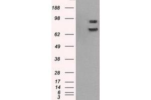 Image no. 15 for anti-P450 (Cytochrome) Oxidoreductase (POR) antibody (ABIN1497744) (POR Antikörper)
