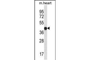Western blot analysis in mouse heart tissue lysates (35ug/lane). (LPAR6 Antikörper  (AA 106-134))