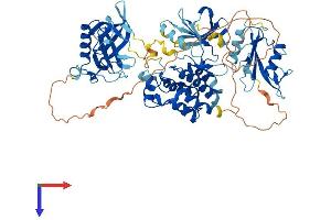 BMX Protein (AA 1-651) (His tag)