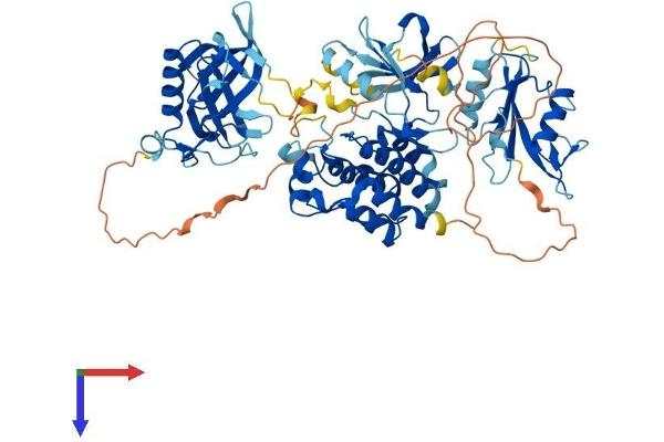 BMX Protein (AA 1-651) (His tag)