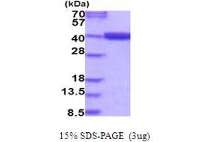 SDS-PAGE (SDS) image for Methylenetetrahydrofolate Dehydrogenase (NADP+ Dependent) 2, Methenyltetrahydrofolate Cyclohydrolase (MTHFD2) (AA 30-350) protein (His tag) (ABIN5854086)