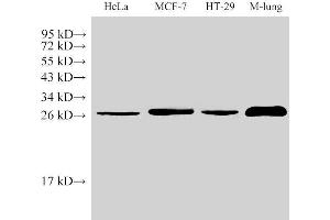 Western Blot analysis of 1)Hela, 2)MCF-7, 3)HT-29, 4)Mouse Lung using LGALS3 Polycloanl Antibody at dilution of 1:1000 (Galectin 3 Antikörper)