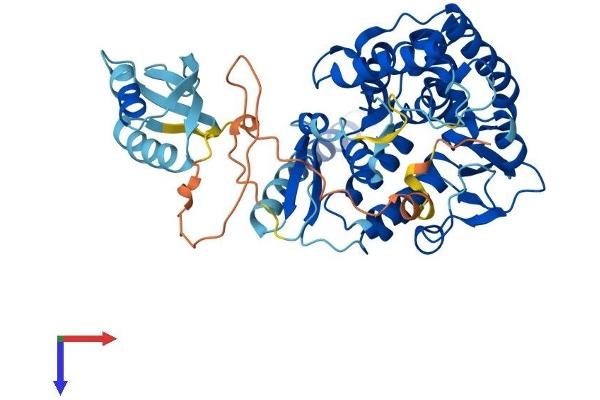 Tryptophan Hydroxylase 2 Protein (TPH2) (AA 1-490) (His tag)