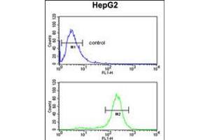 Flow cytometric analysis of HepG2 cells (bottom histogram) compared to a negative control cell (top histogram). (MASTL Antikörper)