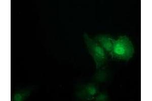 Anti-SOCS3 mouse monoclonal antibody (ABIN2454641) immunofluorescent staining of COS7 cells transiently transfected by pCMV6-ENTRY SOCS3 (RC209305). (SOCS3 Antikörper)