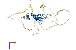KHDRBS1 Protein (AA 1-443) (His tag)
